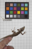 Image of Anolis jubar albertschwartzi Garrido 1973