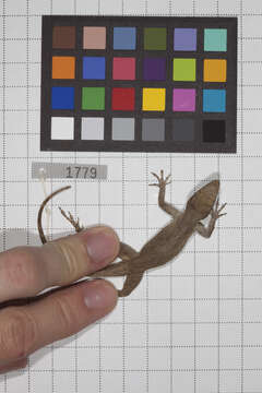 Image of Anolis jubar albertschwartzi Garrido 1973