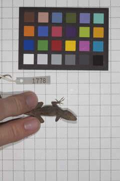 Image of Anolis jubar albertschwartzi Garrido 1973