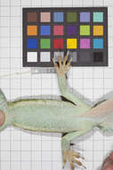 Image of Anolis smallwoodi palardis Schwartz 1964