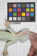 Image of Anolis smallwoodi palardis Schwartz 1964