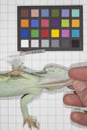 Image of Anolis smallwoodi palardis Schwartz 1964