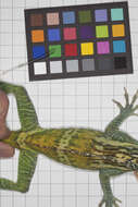 Image of Anolis smallwoodi palardis Schwartz 1964