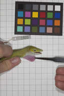 Image of Cuban green anole