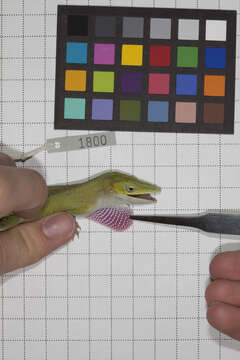 Image of Cuban green anole