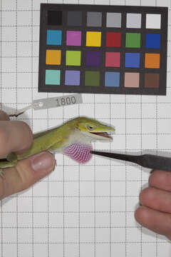 Image of Cuban green anole