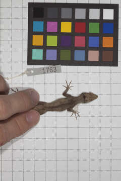 Image of Anolis jubar albertschwartzi Garrido 1973