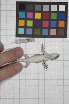 Image of Anolis jubar albertschwartzi Garrido 1973