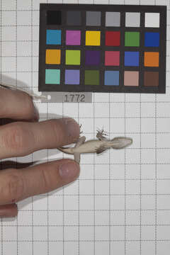 Image of Anolis jubar albertschwartzi Garrido 1973