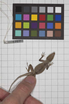 Image of Anolis jubar albertschwartzi Garrido 1973