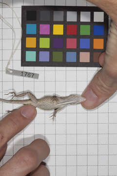 Image of Anolis jubar albertschwartzi Garrido 1973