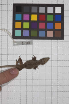 Image of Anolis jubar albertschwartzi Garrido 1973