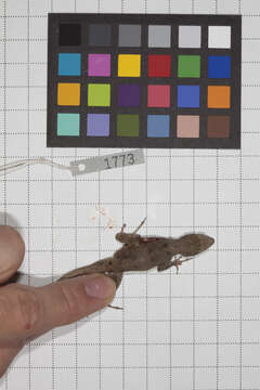 Image of Anolis jubar albertschwartzi Garrido 1973