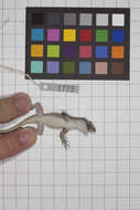 Image of Anolis jubar albertschwartzi Garrido 1973