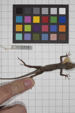 Image of Anolis jubar albertschwartzi Garrido 1973