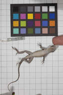 Image of Anolis jubar albertschwartzi Garrido 1973