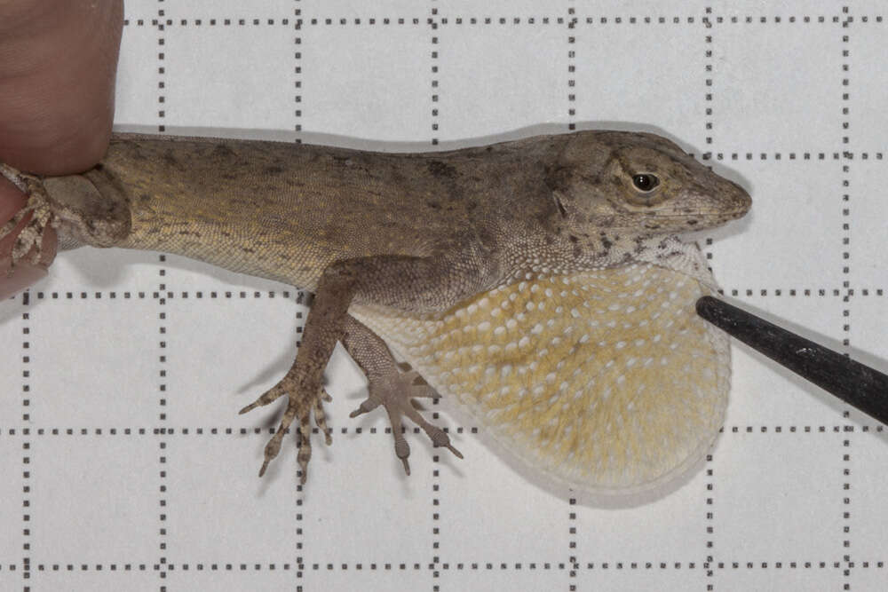 Image of Anolis jubar albertschwartzi Garrido 1973