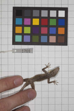 Image of Anolis jubar albertschwartzi Garrido 1973