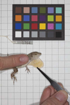 Image of Anolis jubar albertschwartzi Garrido 1973