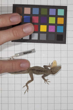 Image of Anolis jubar albertschwartzi Garrido 1973