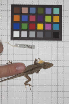 Image of Anolis jubar albertschwartzi Garrido 1973