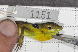 Image of Anolis monticola monticola Shreve 1936