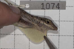 Anolis caudalis Cochran 1932的圖片