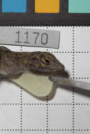 Image of Anolis distichus suppar Schwartz 1968