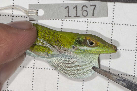 Image of Anolis coelestinus coelestinus Cope 1862