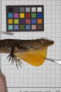 Image of Anolis barahonae barahonae Williams 1962