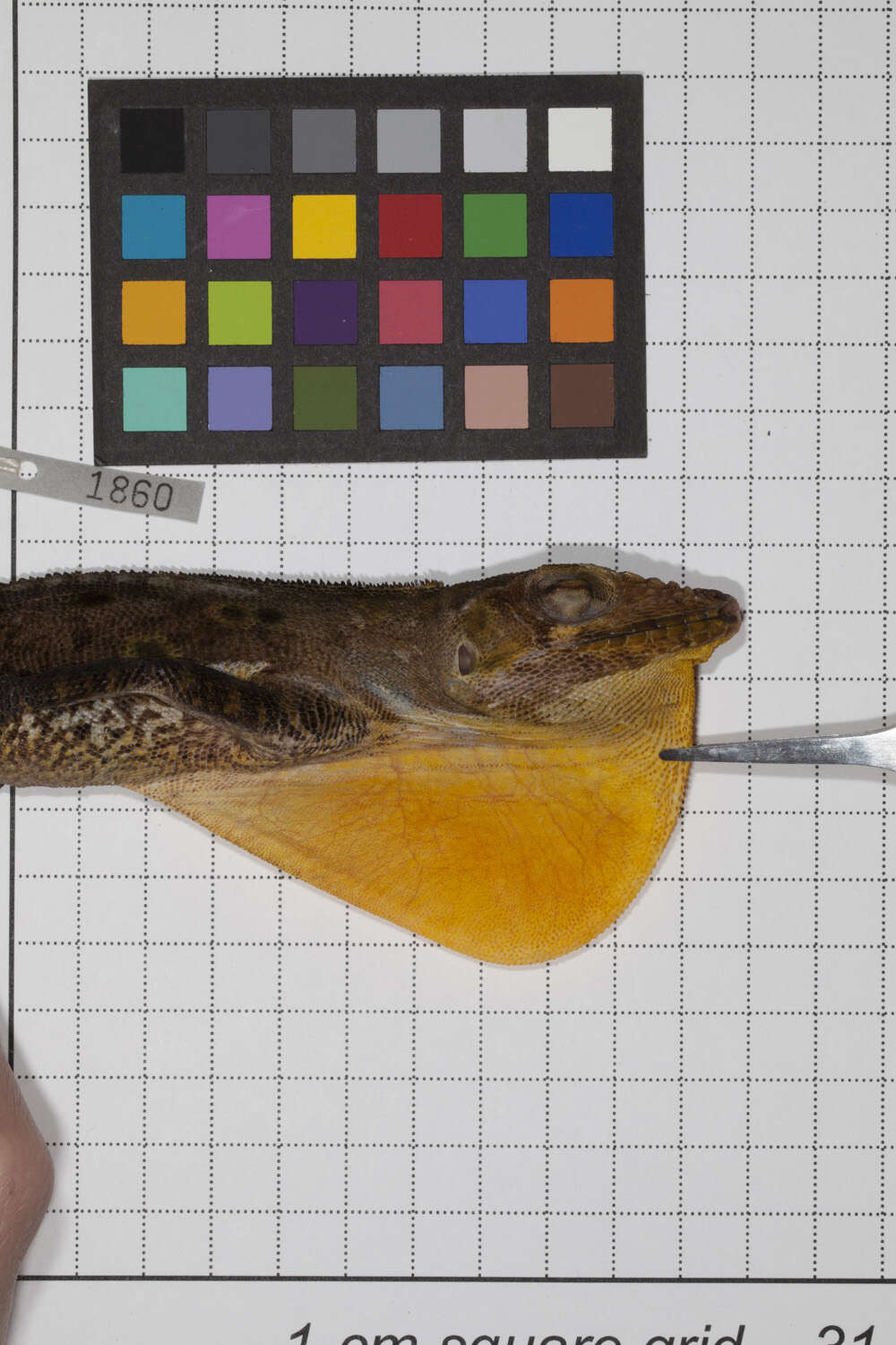 Image of Anolis barahonae barahonae Williams 1962