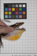 Image of Anolis baleatus fraudator Schwartz 1974