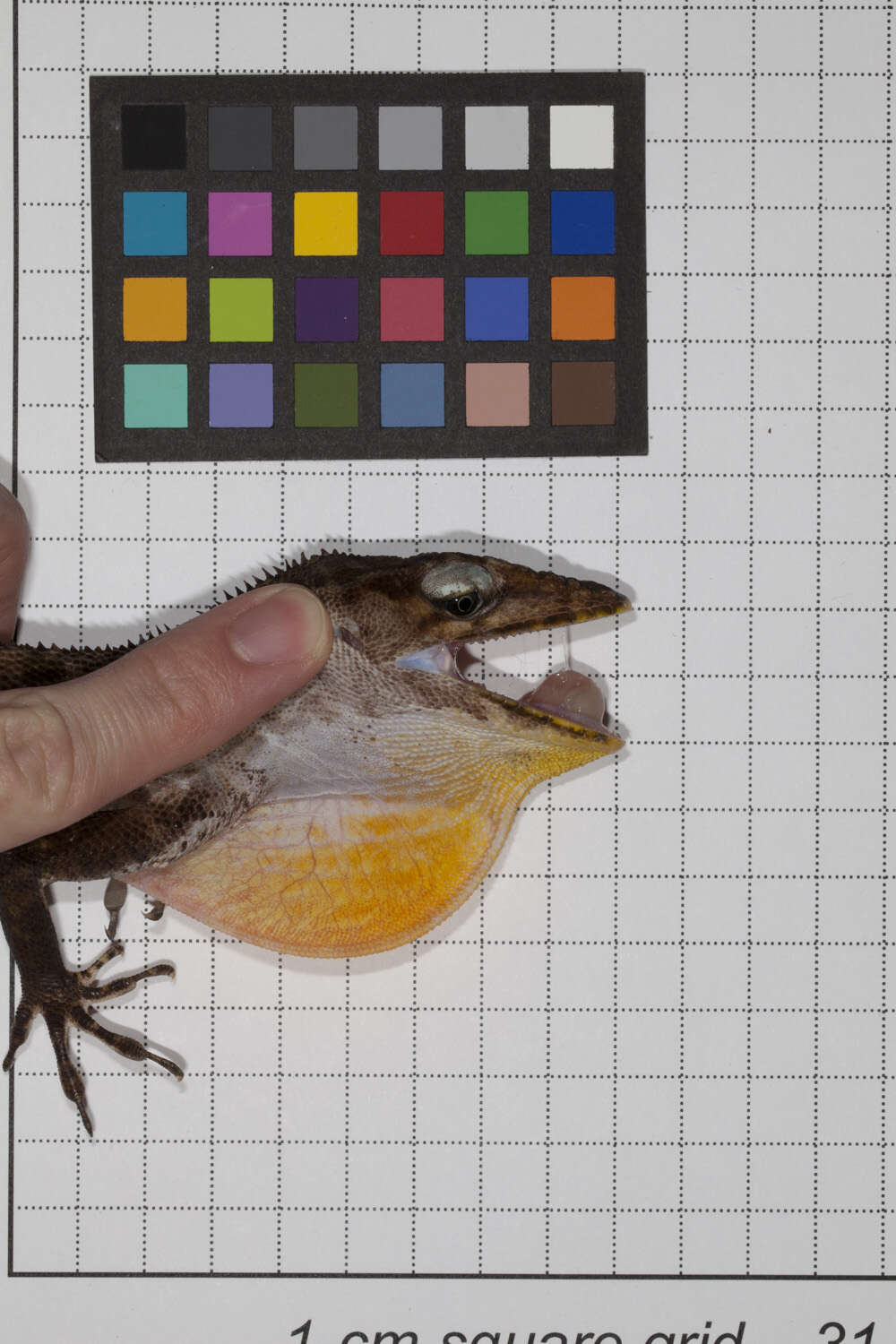 Image of Anolis baleatus fraudator Schwartz 1974