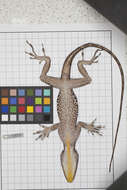 Image of Anolis baleatus fraudator Schwartz 1974