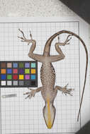 Image of Anolis baleatus fraudator Schwartz 1974