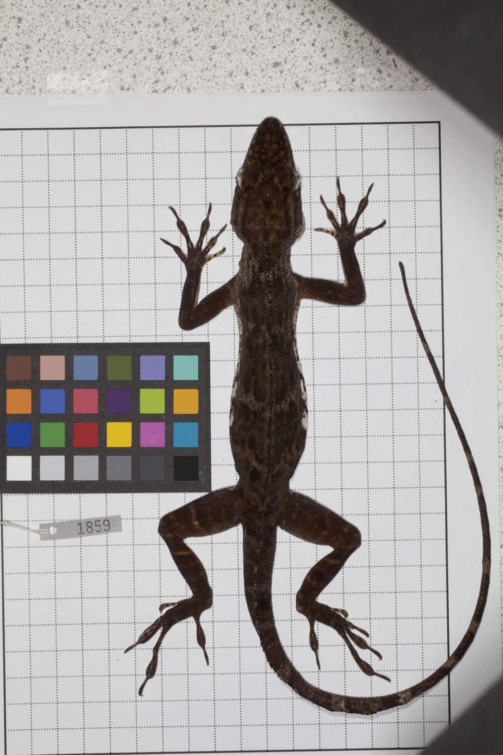 Image of Anolis baleatus fraudator Schwartz 1974