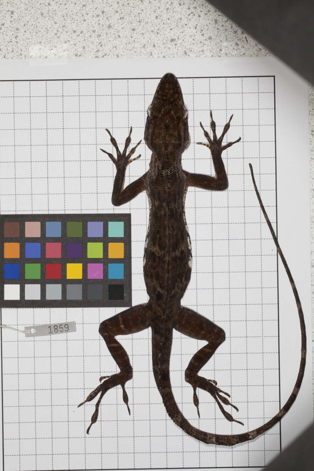 Image of Anolis baleatus fraudator Schwartz 1974