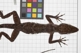 Image of Anolis baleatus fraudator Schwartz 1974