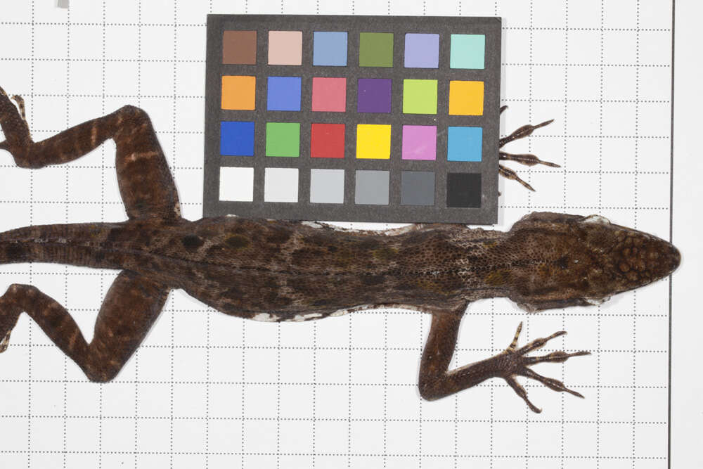 Image of Anolis baleatus fraudator Schwartz 1974