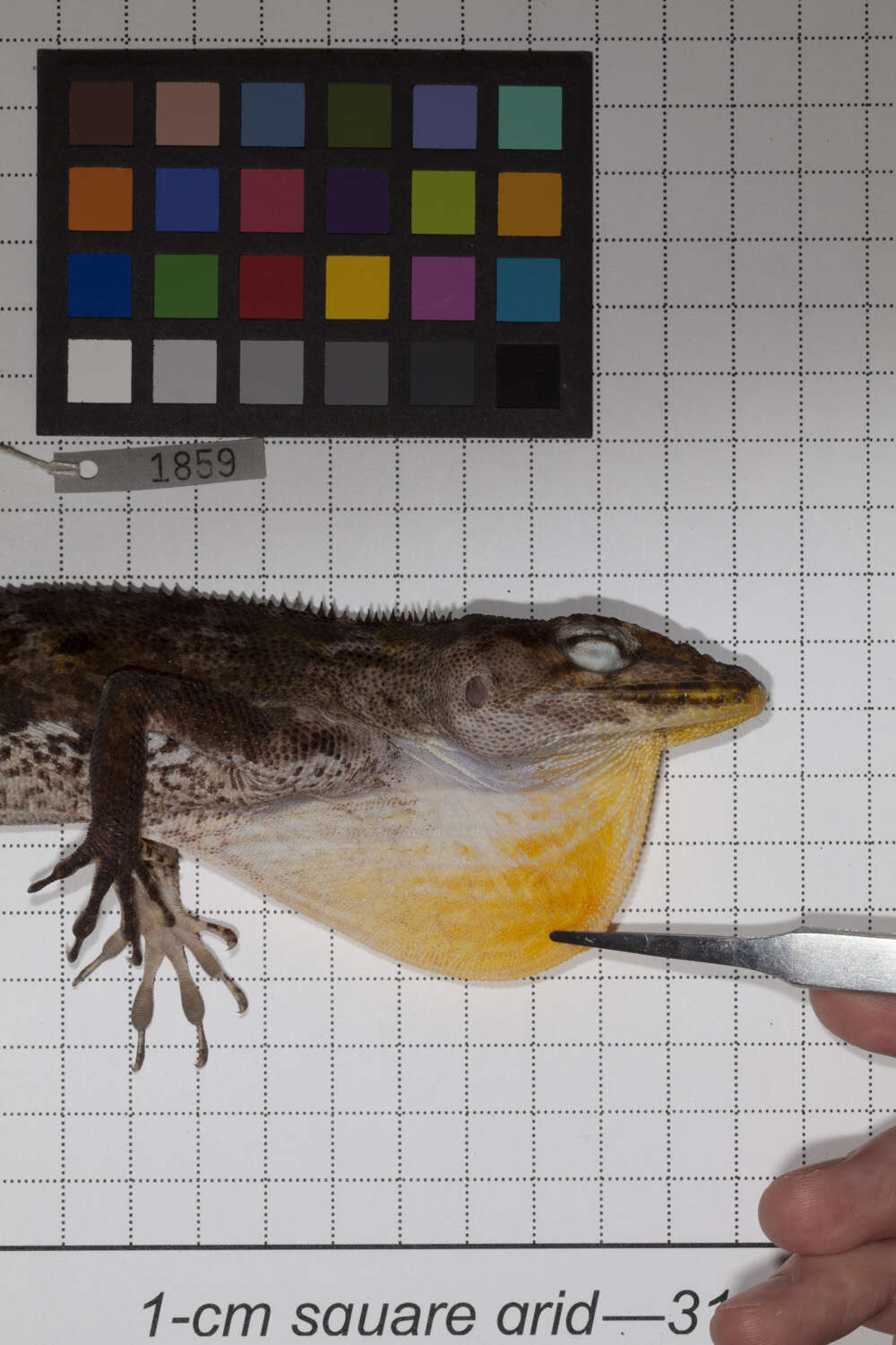 Image of Anolis baleatus fraudator Schwartz 1974