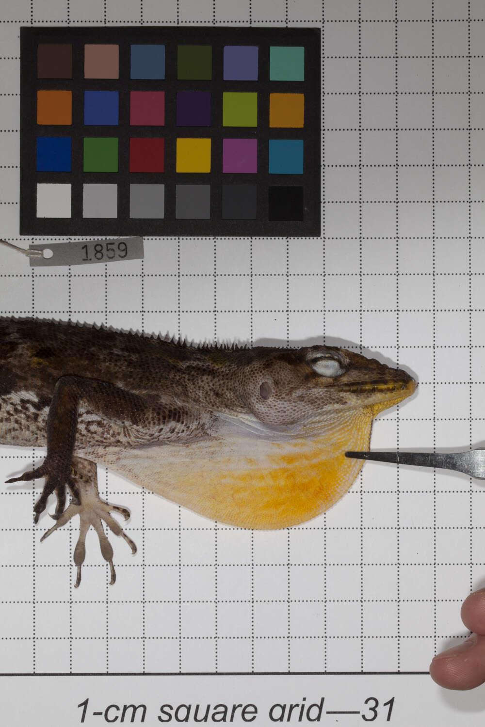 Image of Anolis baleatus fraudator Schwartz 1974