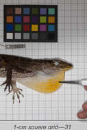 Image of Anolis baleatus fraudator Schwartz 1974