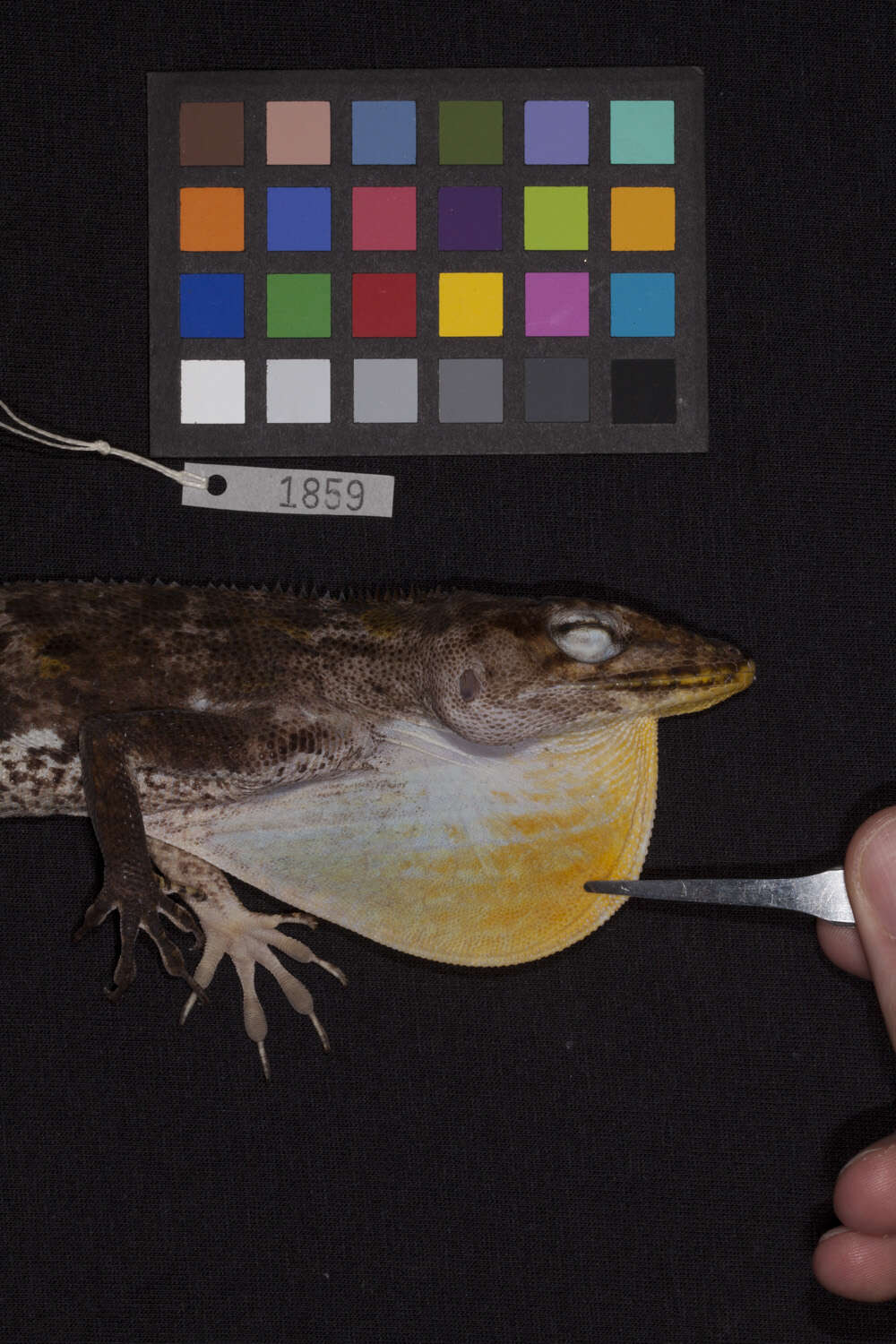 Image of Anolis baleatus fraudator Schwartz 1974