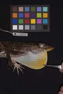 Image of Anolis baleatus fraudator Schwartz 1974