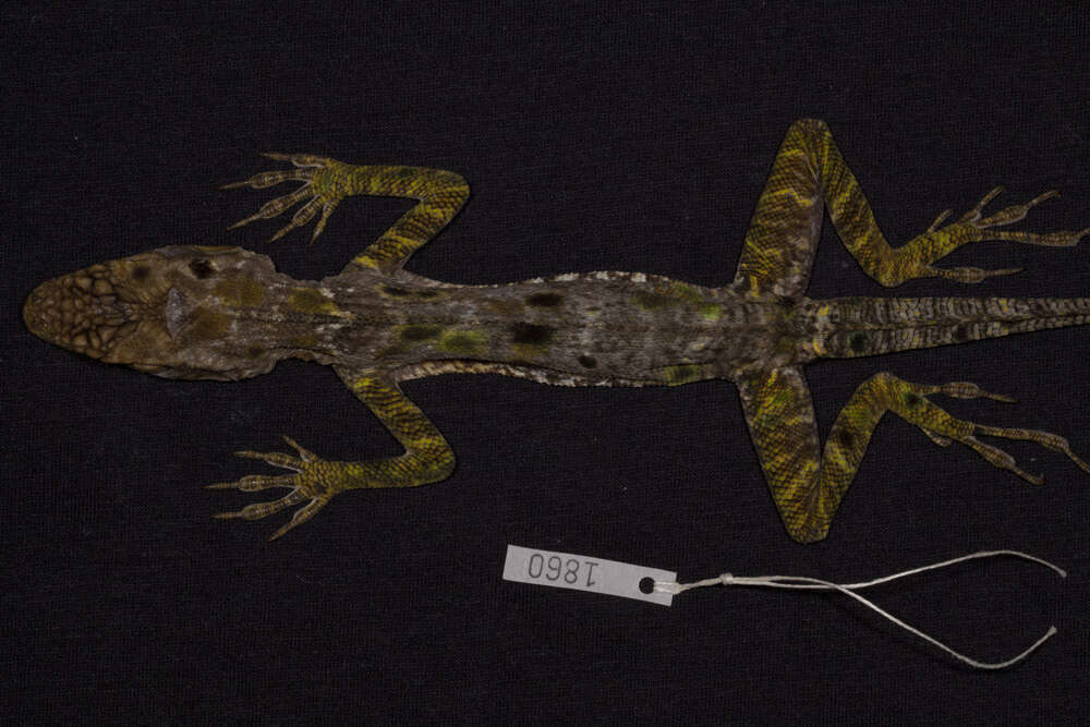 Image of Anolis barahonae barahonae Williams 1962