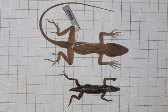 Image of Anolis cybotes cybotes Cope 1862