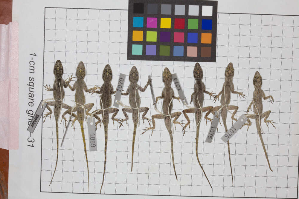 Image de Anolis caudalis Cochran 1932