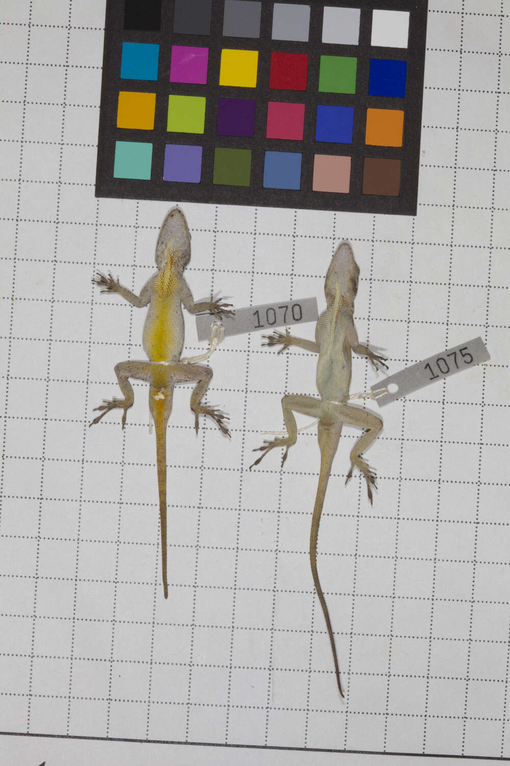 Image de Anolis caudalis Cochran 1932