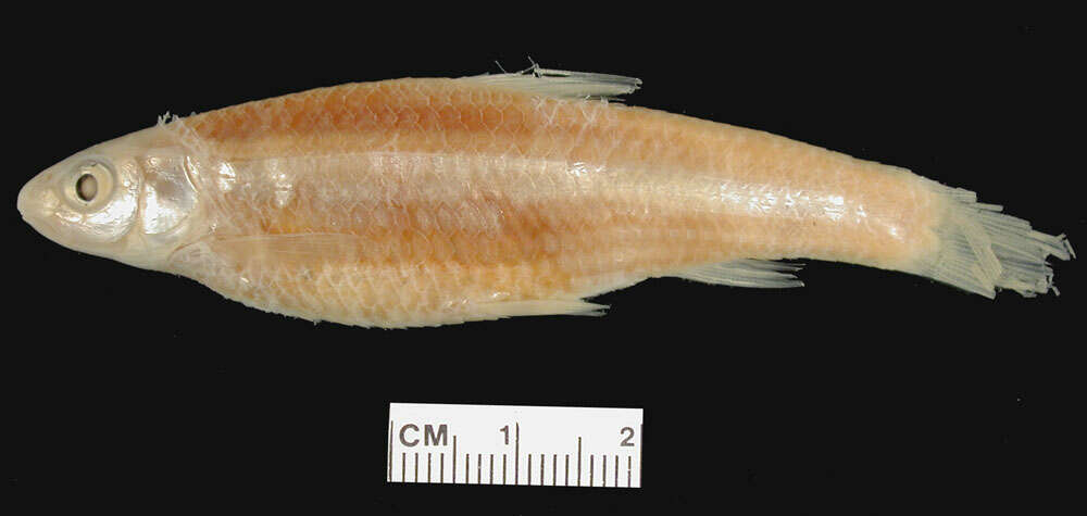 Image of Mississippi silvery minnow