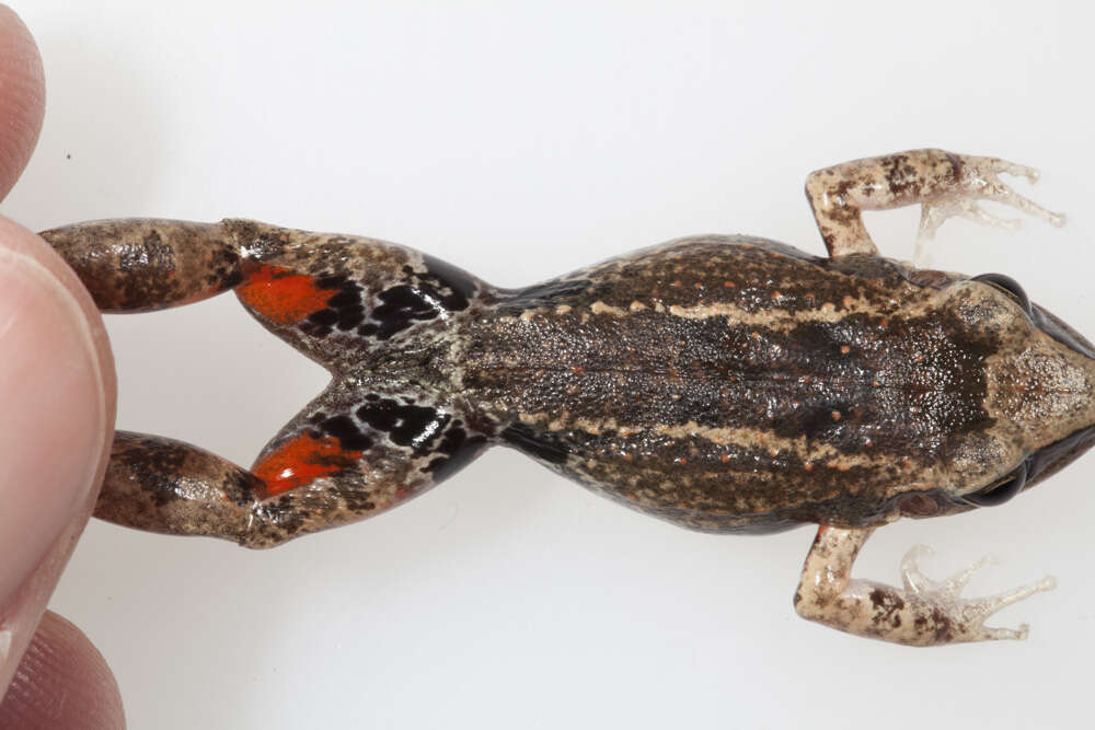 Image de Eleutherodactylus atkinsi Dunn 1925